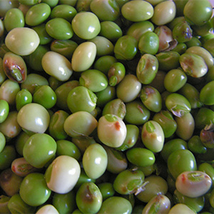Peagon Peas